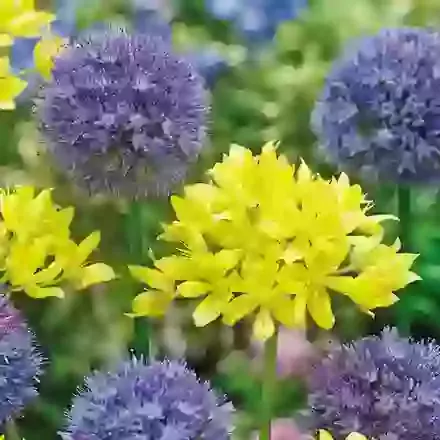 Two-Tone Mix